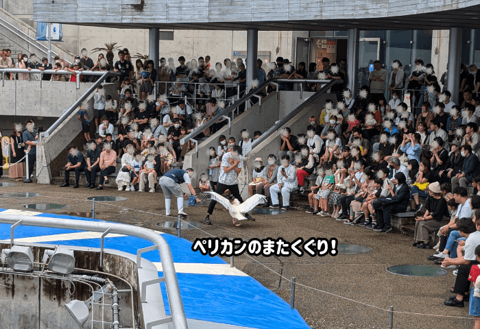 大分県大分市にある水族館「うみたまご」のペリカンショー
※2024年6月22日土曜日に子連れで行った際の実際の画像
